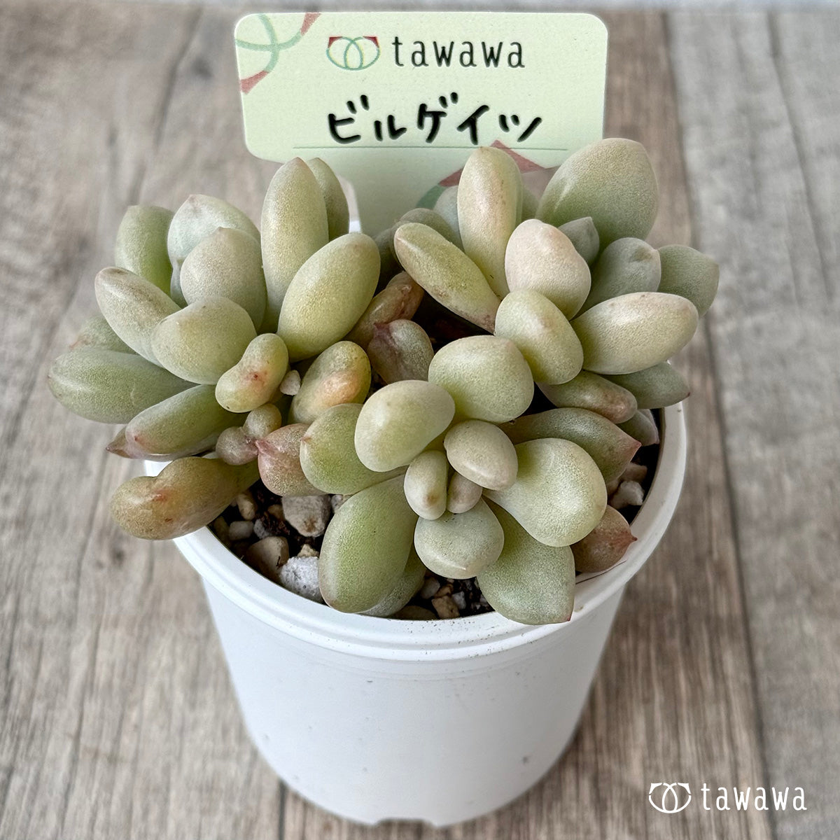 ビルゲイツ【tawawaハウス苗】