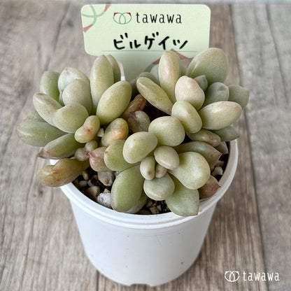 ビルゲイツ【tawawaハウス苗】