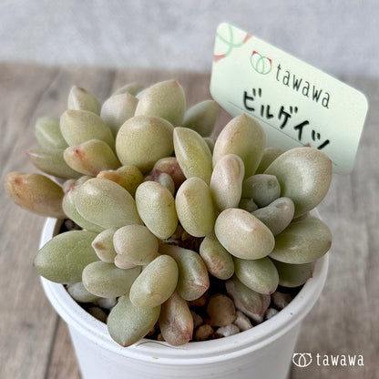 ビルゲイツ【tawawaハウス苗】