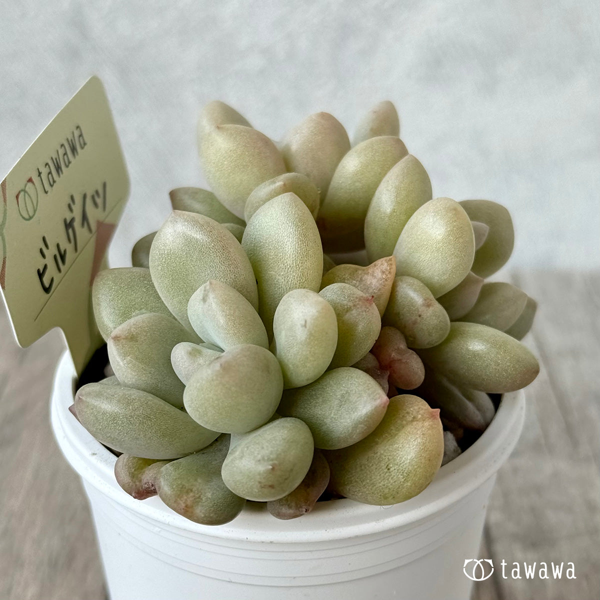 ビルゲイツ【tawawaハウス苗】