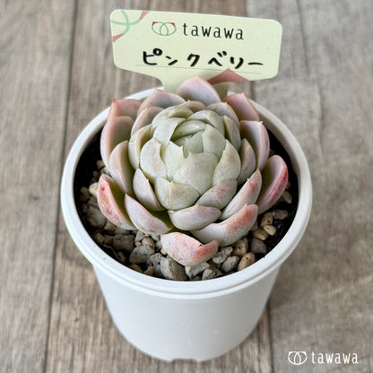 ピンクベリー【tawawaハウス苗】