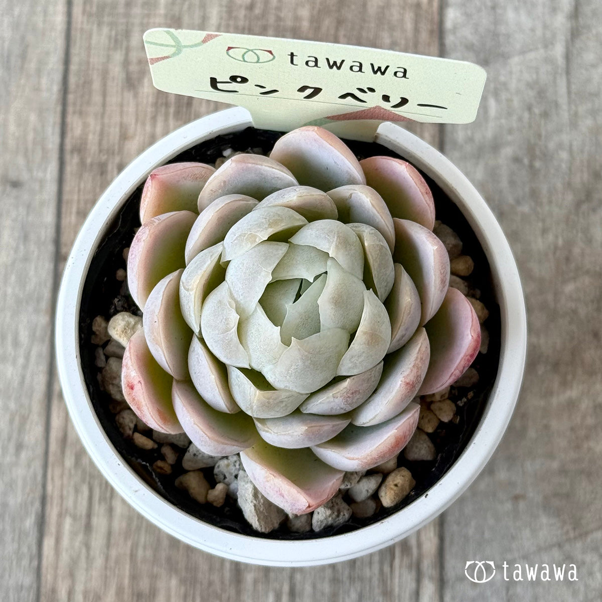 ピンクベリー【tawawaハウス苗】