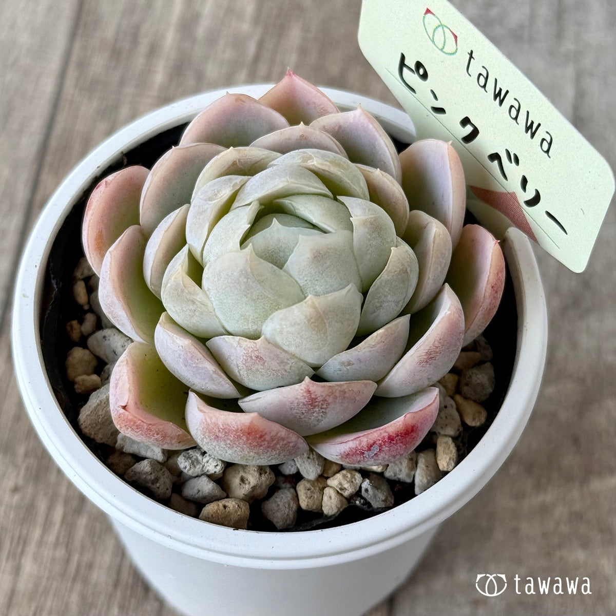 ピンクベリー【tawawaハウス苗】