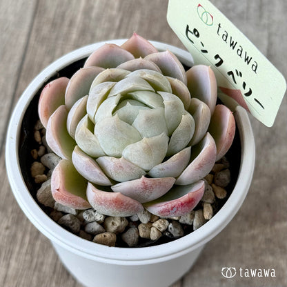 ピンクベリー【tawawaハウス苗】