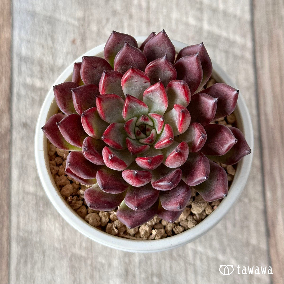 シノヒメ ＊多肉植物 韓国苗 カット苗 消えよ