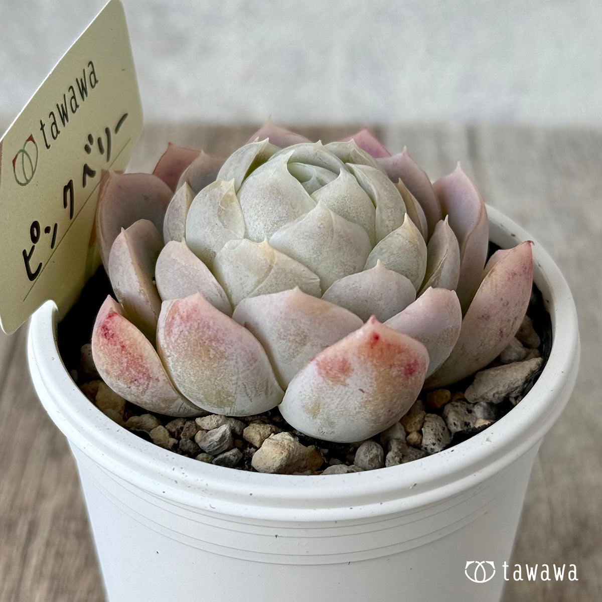 ピンクベリー【tawawaハウス苗】