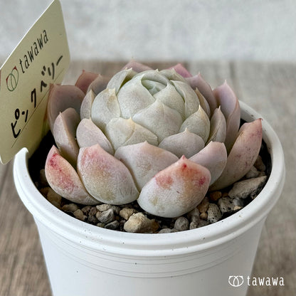 ピンクベリー【tawawaハウス苗】