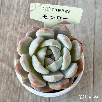 ＊新発売＊　モンロー【tawawaハウス苗】