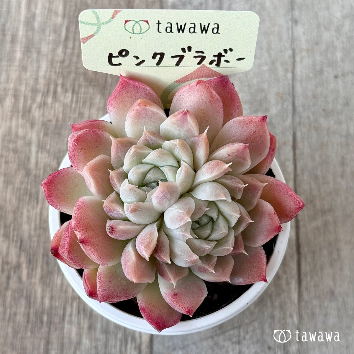 ピンクブラボー【tawawaハウス苗】