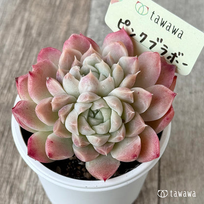 ピンクブラボー【tawawaハウス苗】