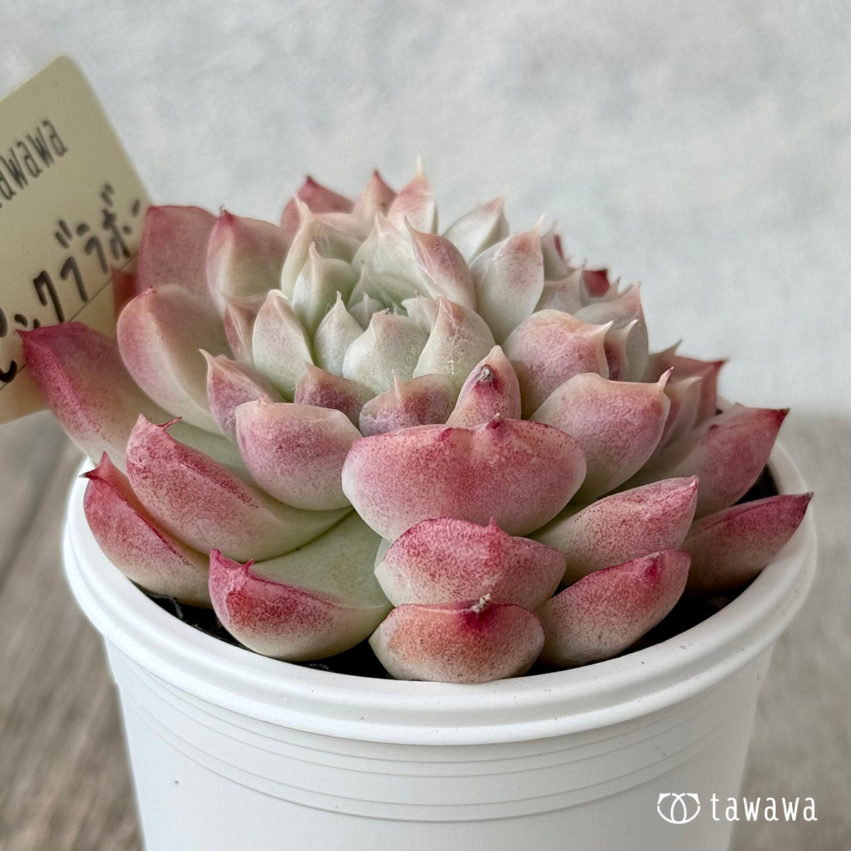 ピンクブラボー【tawawaハウス苗】