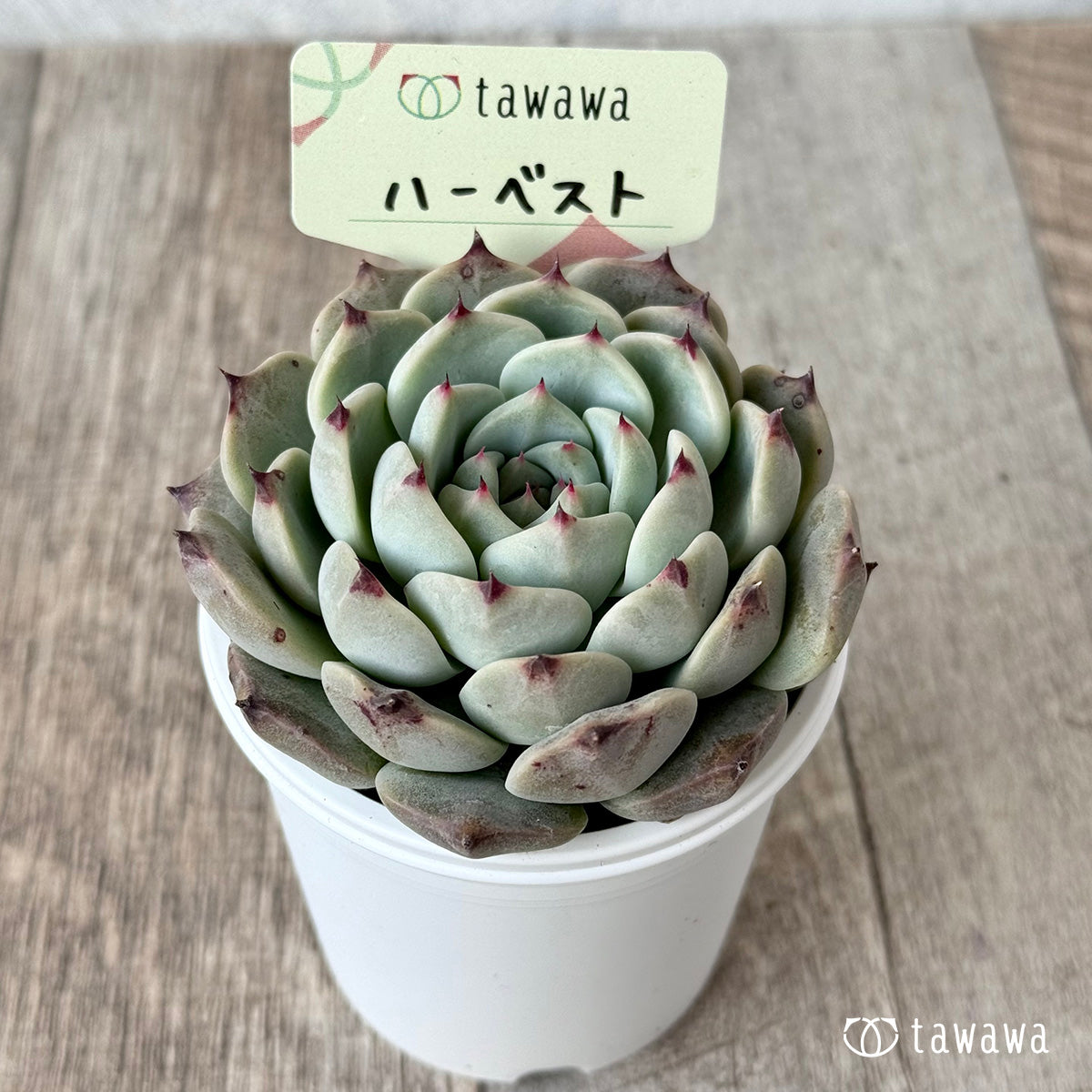 ハーベスト【tawawaハウス苗】