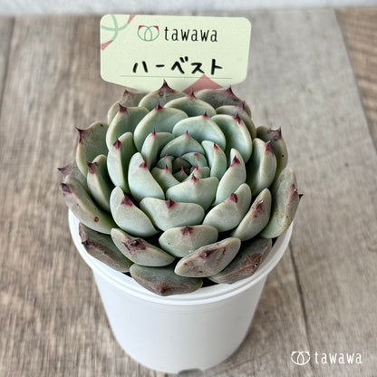 ハーベスト【tawawaハウス苗】