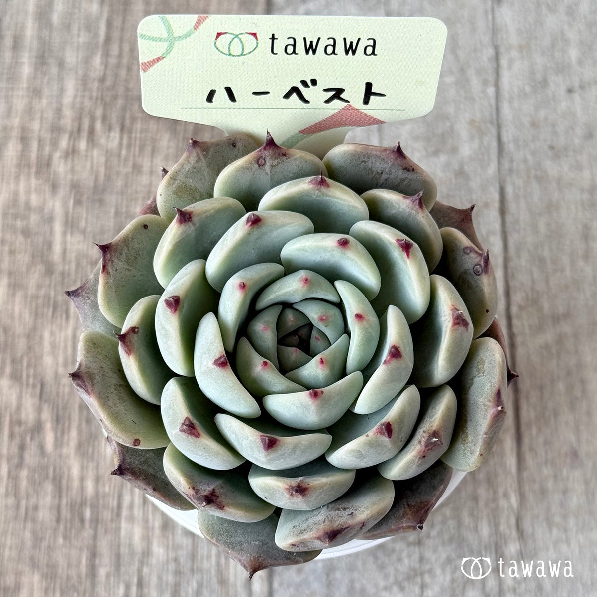 ハーベスト【tawawaハウス苗】