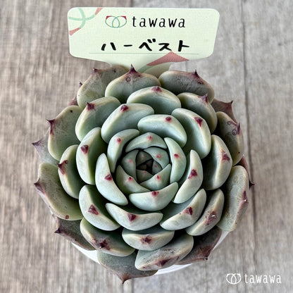 ハーベスト【tawawaハウス苗】