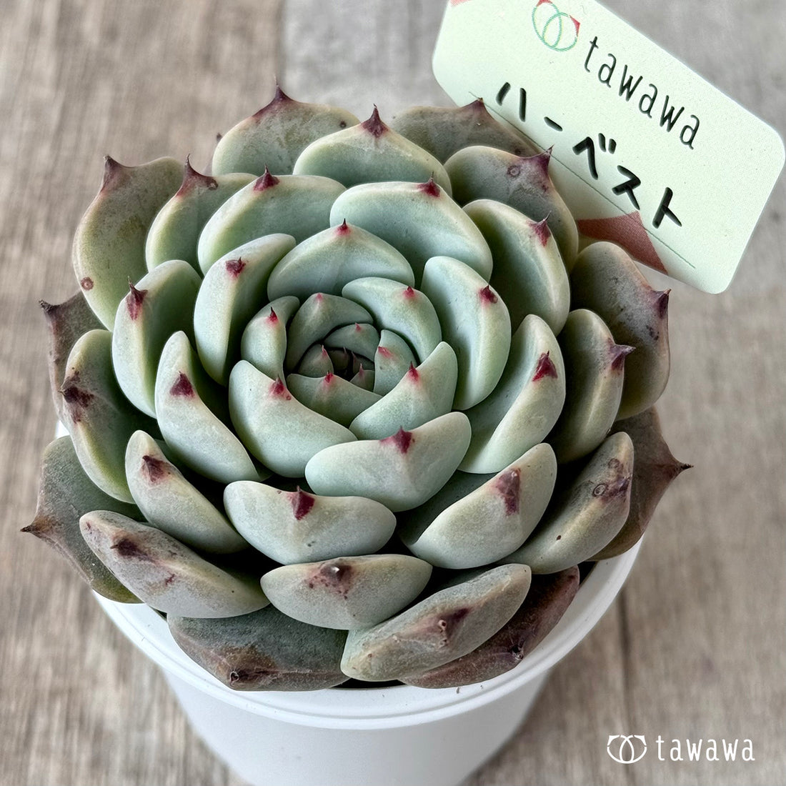 New Arrivals: Ice Green