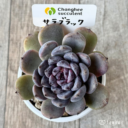サラブラック２（チャンヒー農園）【tawawaハウス苗】