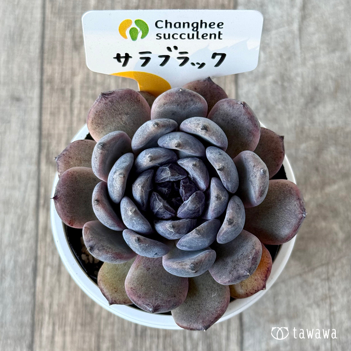 サラブラック３（チャンヒー農園）【tawawaハウス苗】