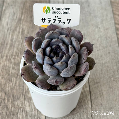 サラブラック４（チャンヒー農園）【tawawaハウス苗】