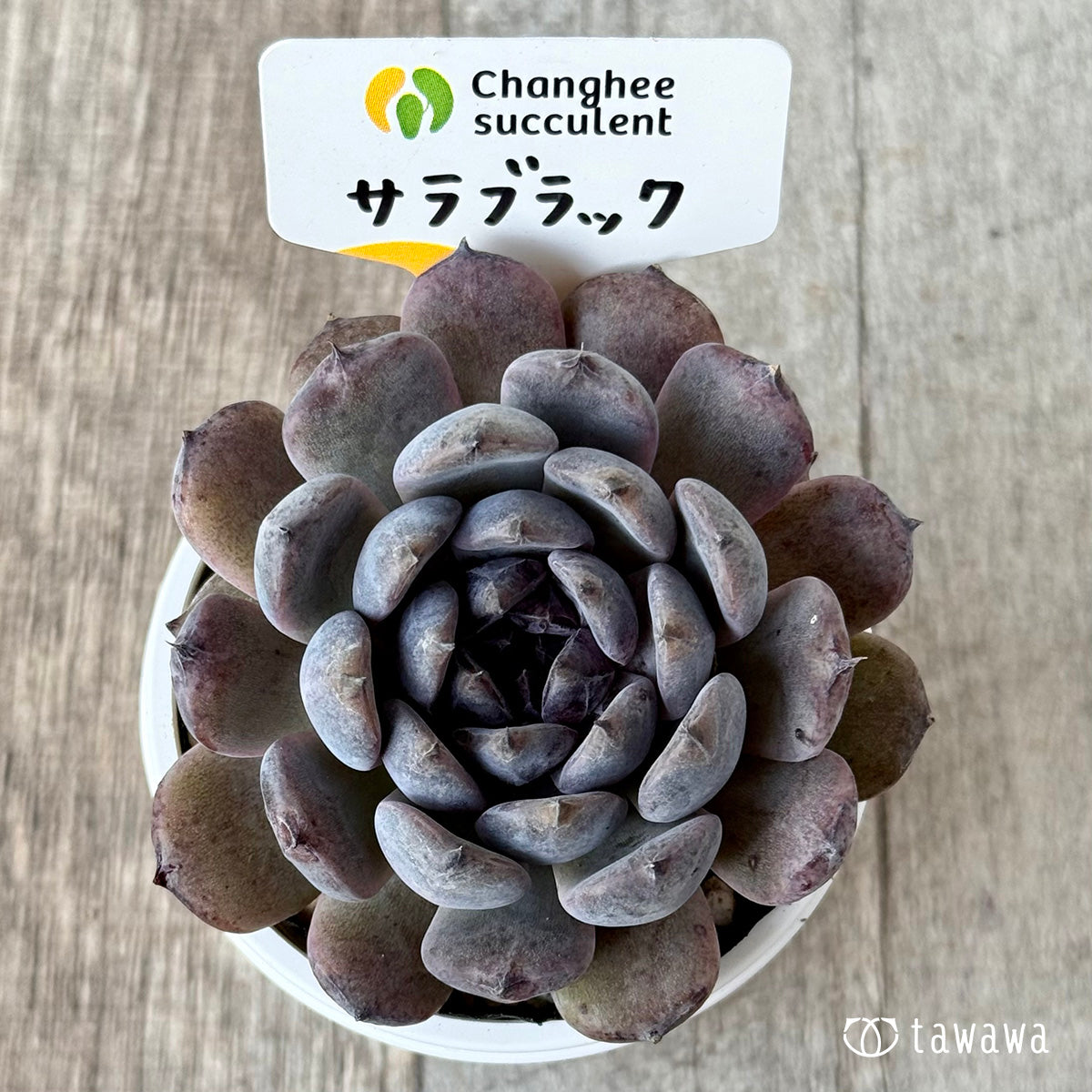 サラブラック４（チャンヒー農園）【tawawaハウス苗】