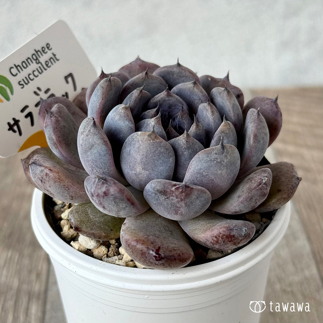 サラブラック４（チャンヒー農園）【tawawaハウス苗】