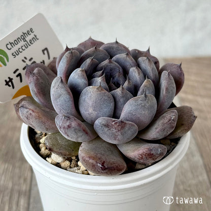 サラブラック４（チャンヒー農園）【tawawaハウス苗】