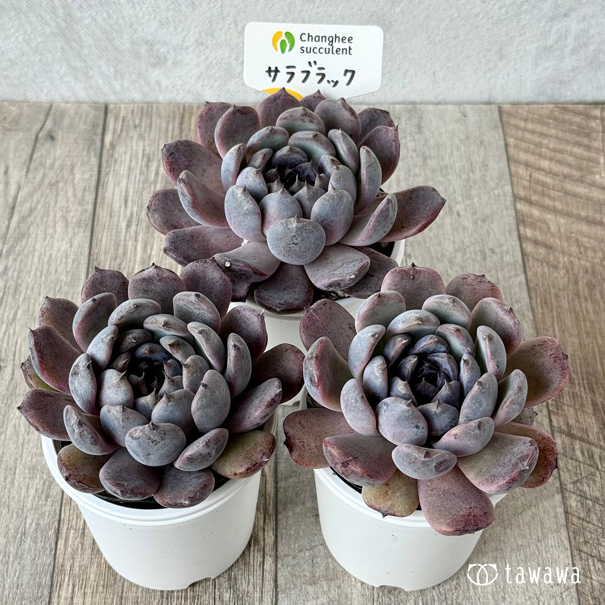 Sarah Black 5 (Changhee Farm) [Tawawa House Seedling]