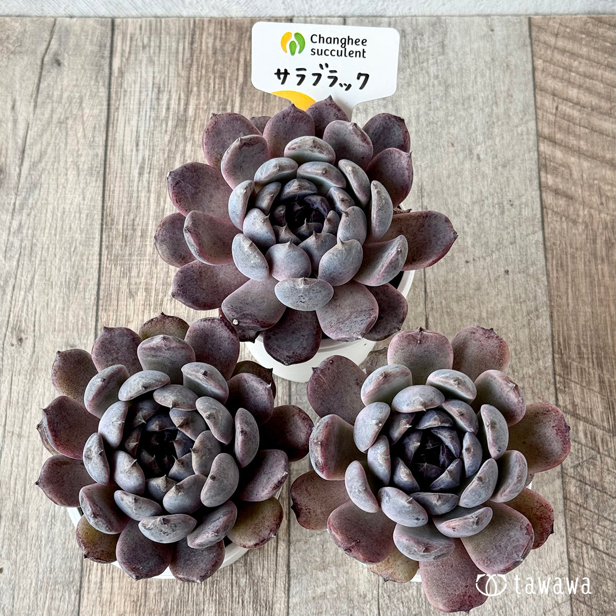 サラブラック５（チャンヒー農園）【tawawaハウス苗】