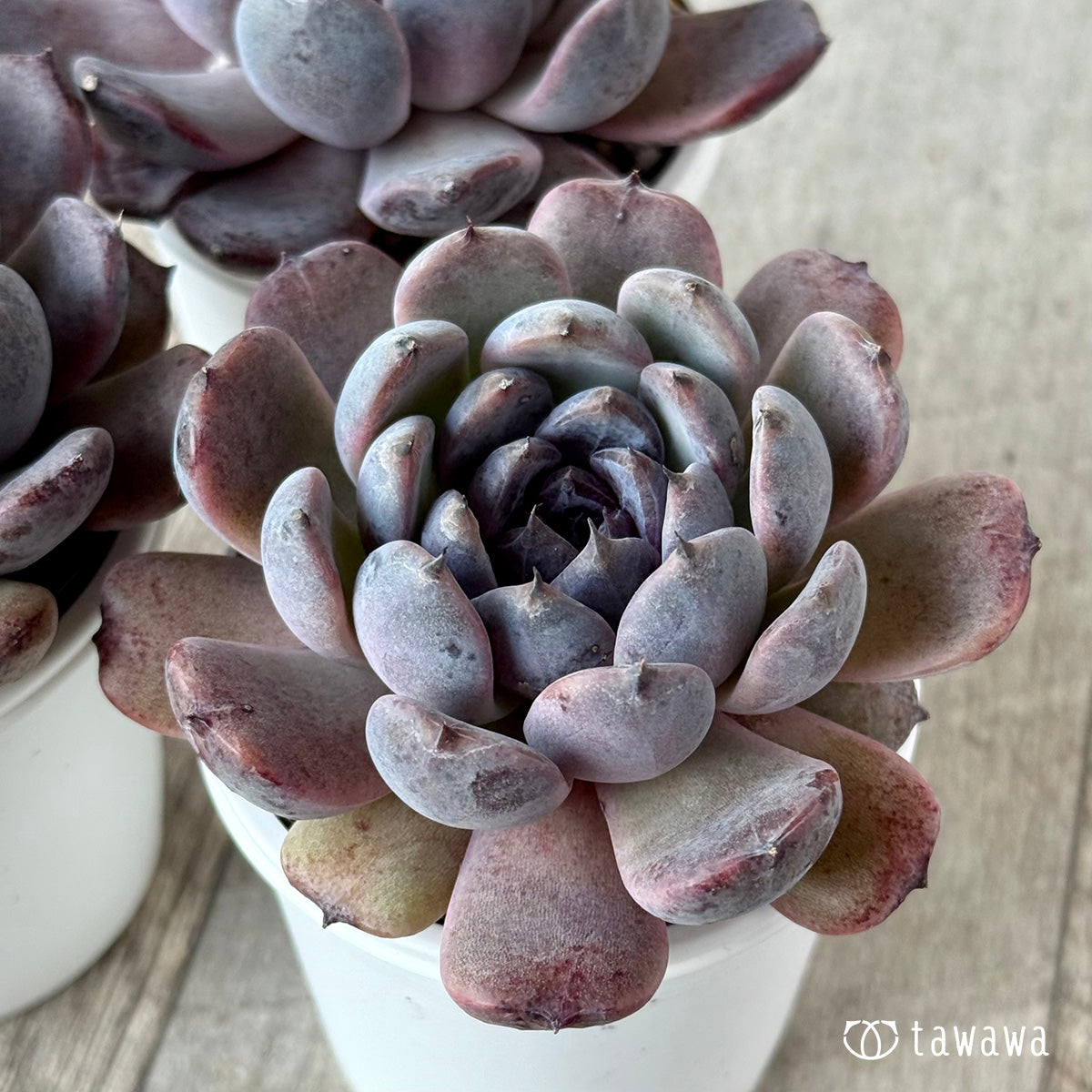 Sarah Black 5 (Changhee Farm) [Tawawa House Seedling]
