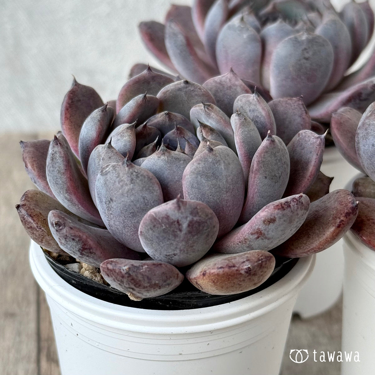 サラブラック５（チャンヒー農園）【tawawaハウス苗】