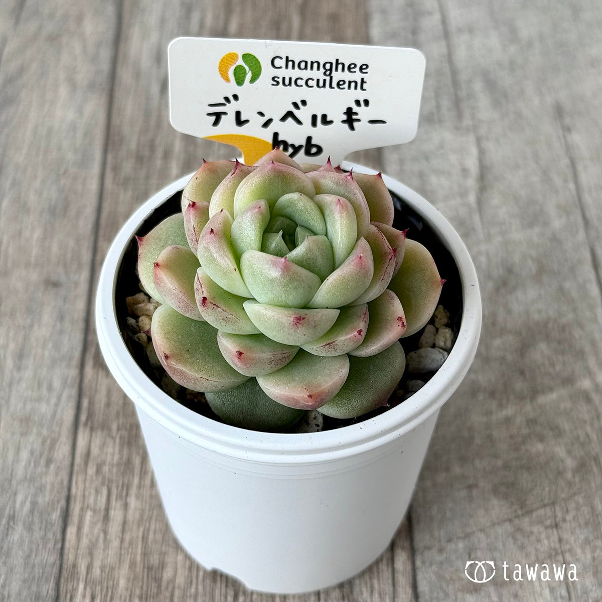 デレンベルギーhyb（チャンヒー農園）【tawawaハウス苗】