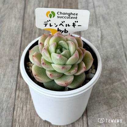 デレンベルギーhyb（チャンヒー農園）【tawawaハウス苗】