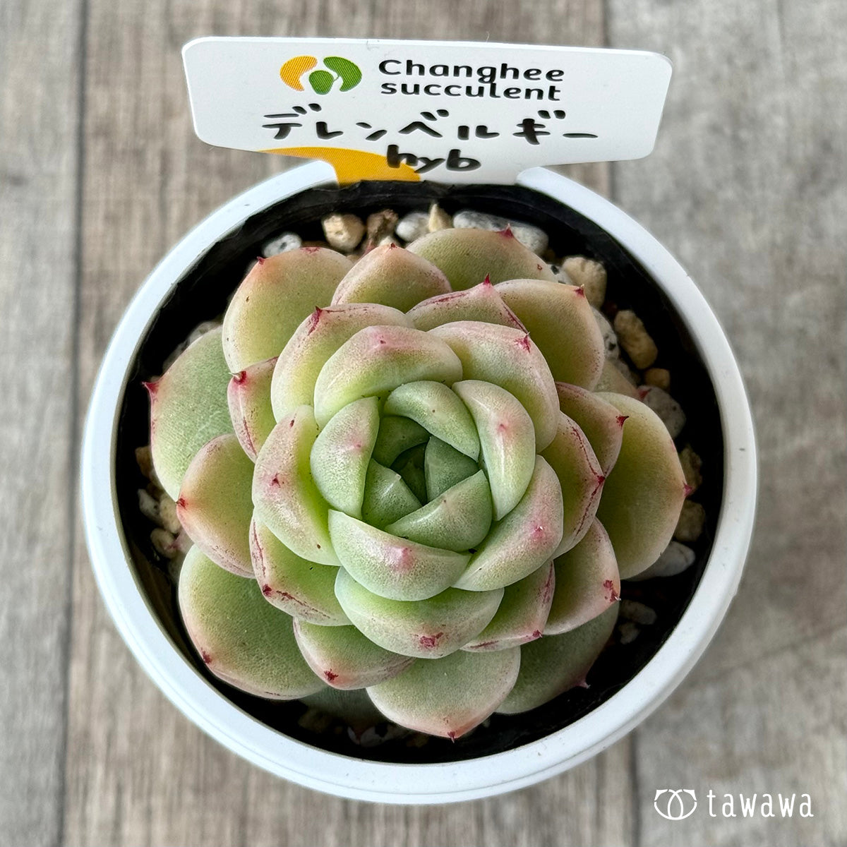 デレンベルギーhyb（チャンヒー農園）【tawawaハウス苗】