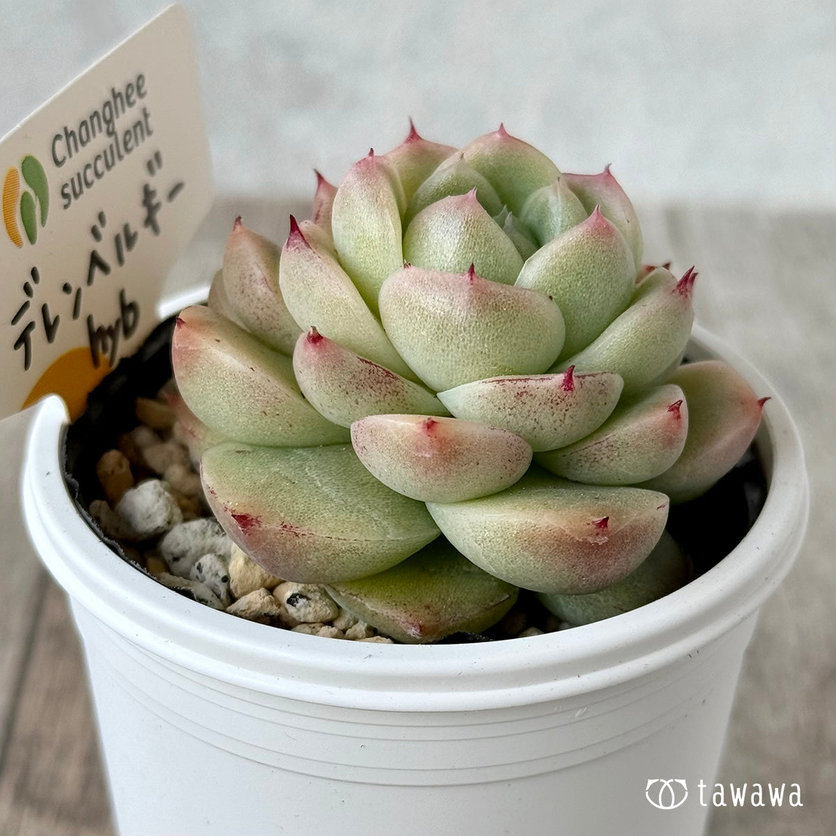 デレンベルギーhyb（チャンヒー農園）【tawawaハウス苗】