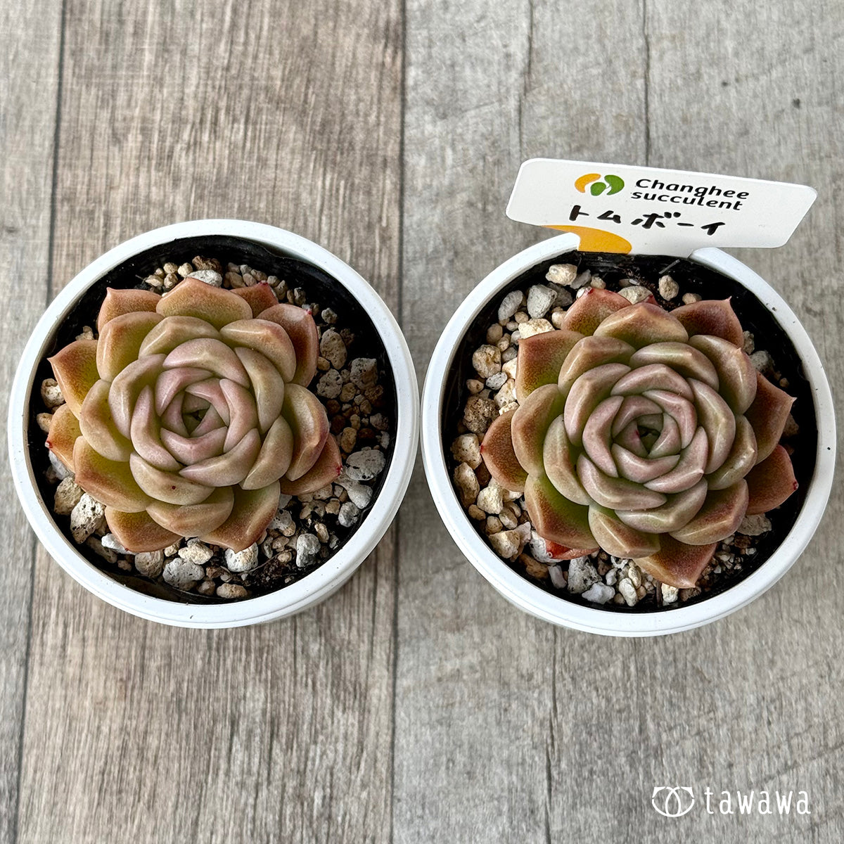 トムボーイ（チャンヒー農園）【tawawaハウス苗】