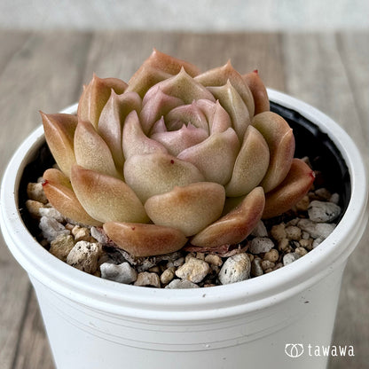 トムボーイ（チャンヒー農園）【tawawaハウス苗】