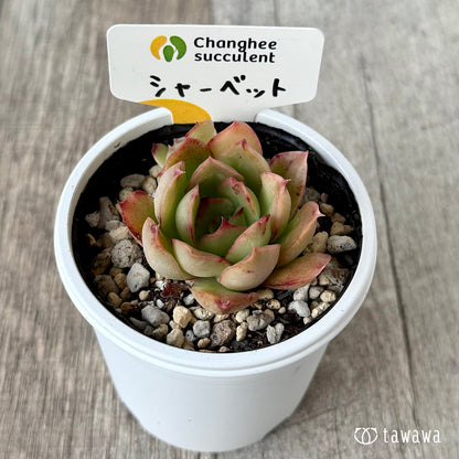 シャーベット１（チャンヒー農園）【tawawaハウス苗】