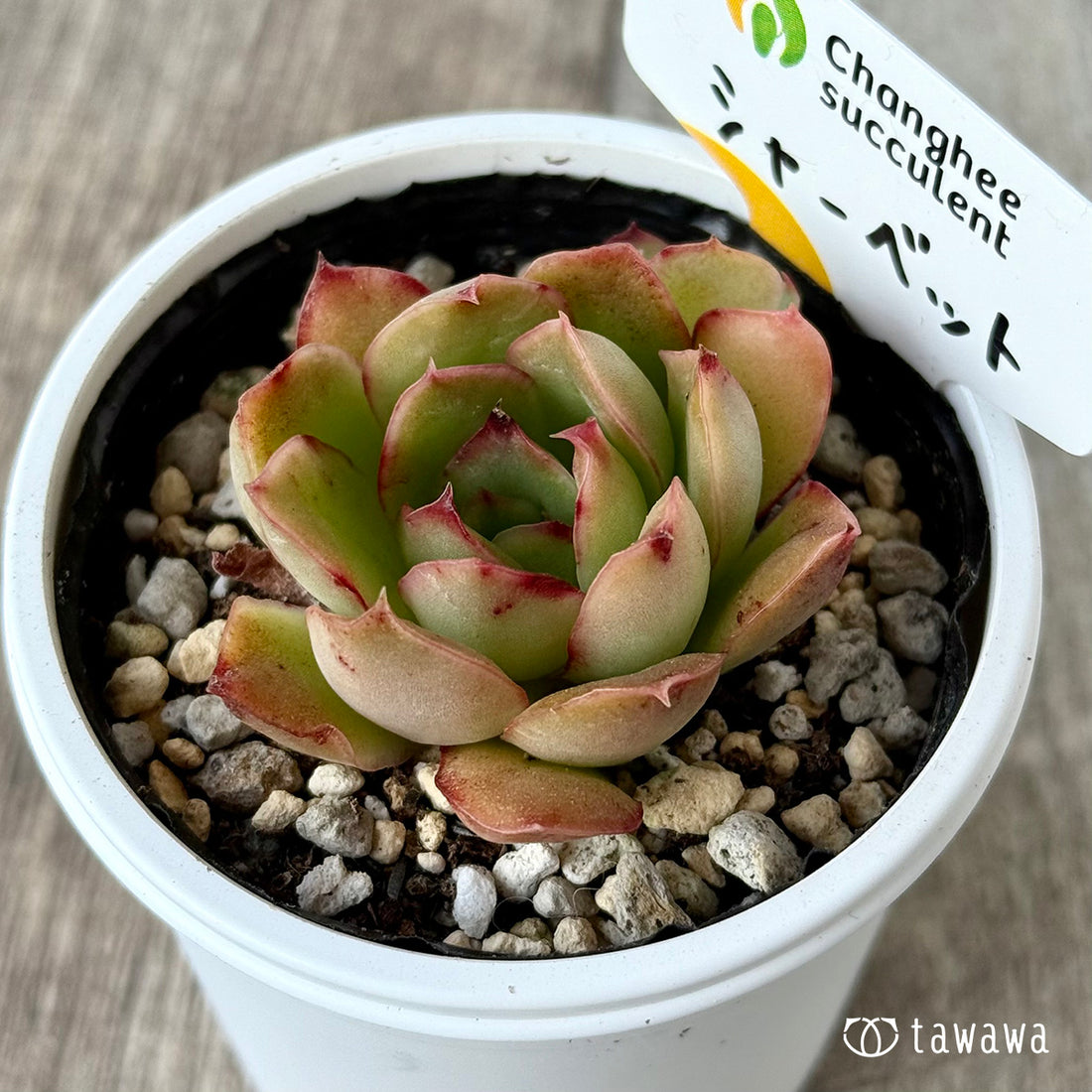 シャーベット１（チャンヒー農園）【tawawaハウス苗】