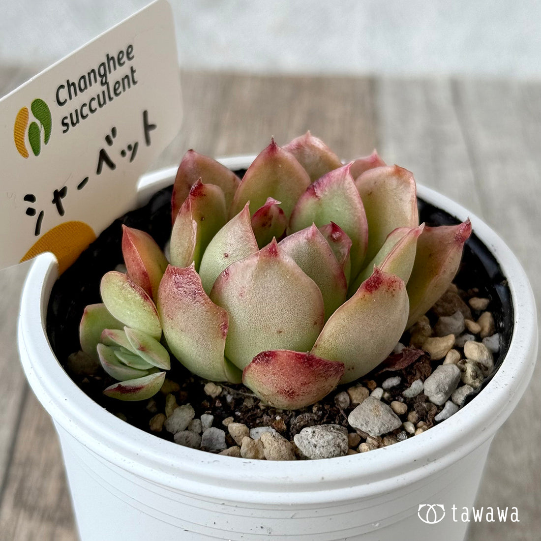 シャーベット１（チャンヒー農園）【tawawaハウス苗】