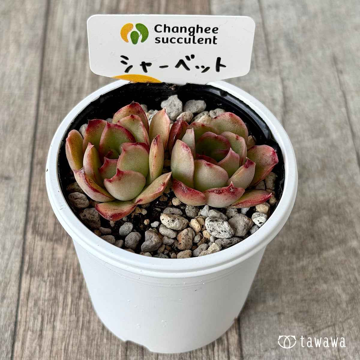 シャーベット２（チャンヒー農園）【tawawaハウス苗】