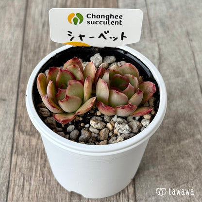 シャーベット２（チャンヒー農園）【tawawaハウス苗】