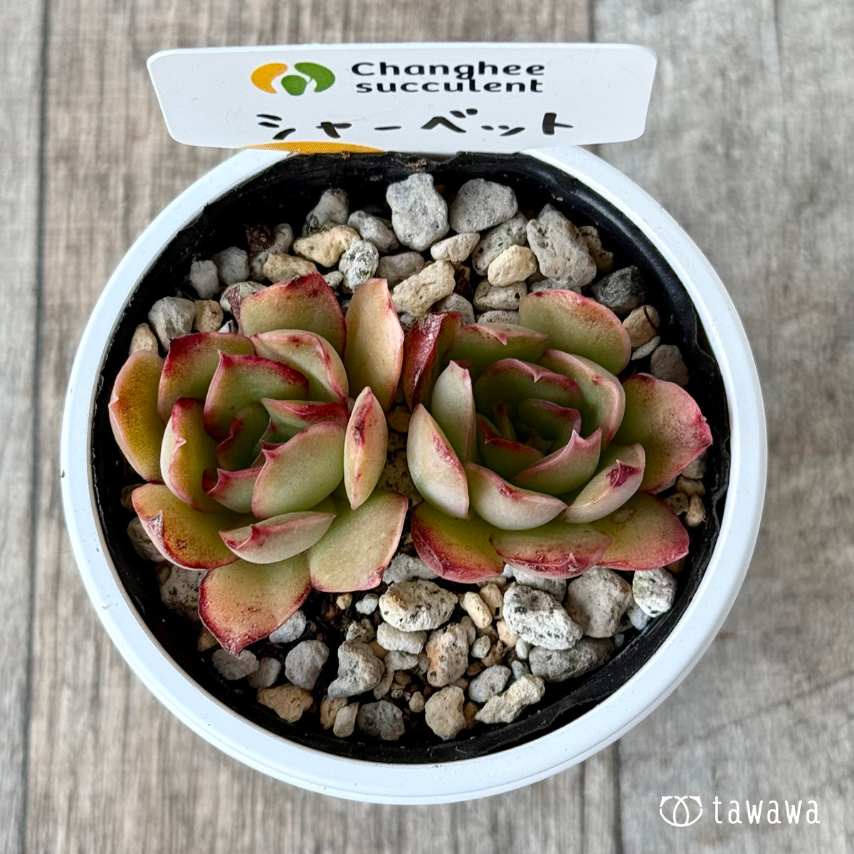 シャーベット２（チャンヒー農園）【tawawaハウス苗】