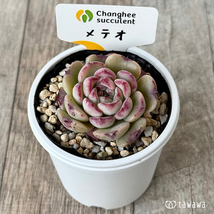 メテオ（チャンヒー農園）【tawawaハウス苗】