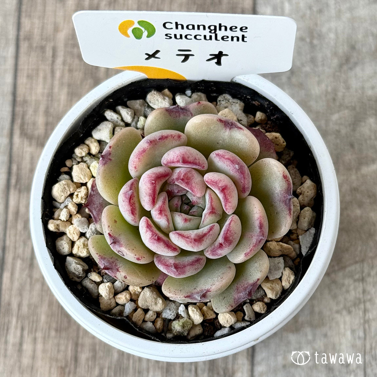 メテオ（チャンヒー農園）【tawawaハウス苗】