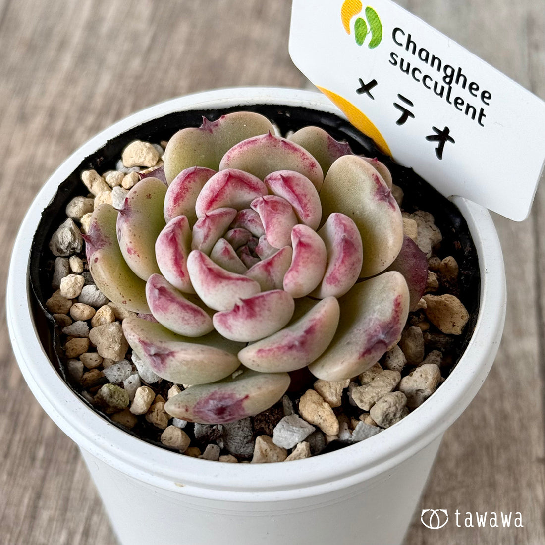 ＊新発売＊　メテオ（チャンヒー農園）【tawawaハウス苗】