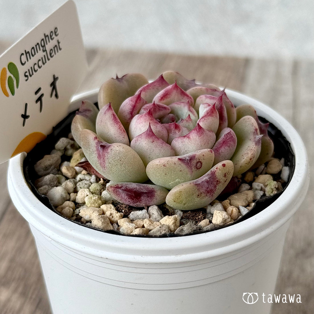 ＊新発売＊　メテオ（チャンヒー農園）【tawawaハウス苗】