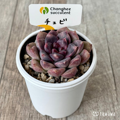 チュビ１（チャンヒー農園）【tawawaハウス苗】