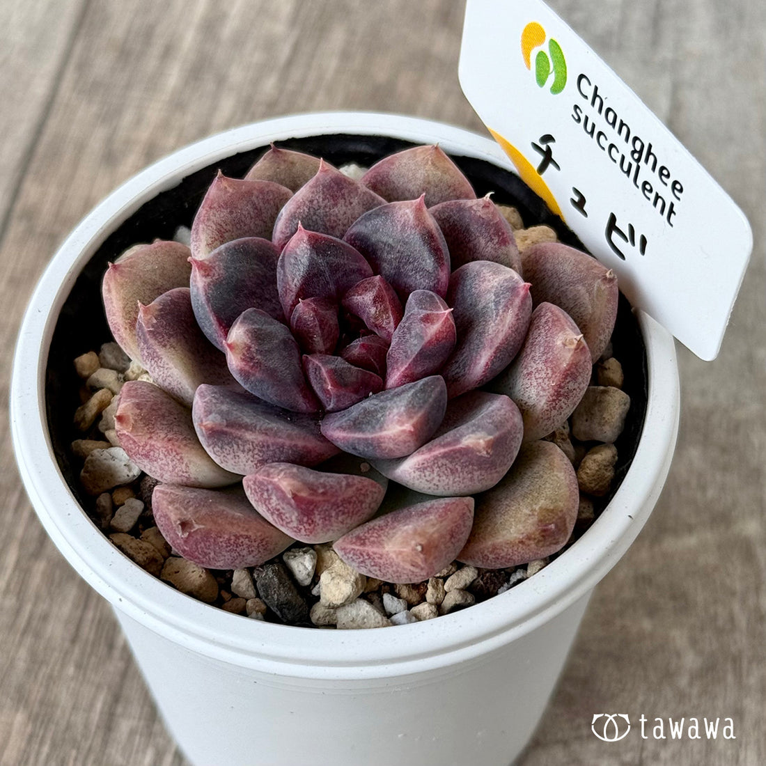 チュビ1(チャンヒー農園)【tawawaハウス苗】