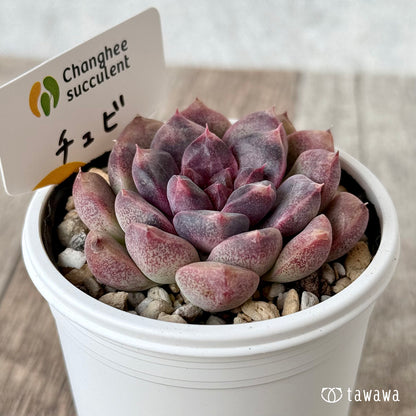 チュビ１（チャンヒー農園）【tawawaハウス苗】