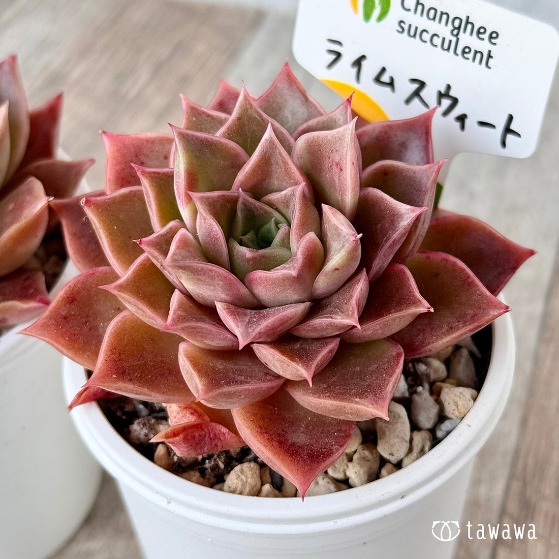 *新発売* ライムスウィート(チャンヒー農園)【tawawaハウス苗】